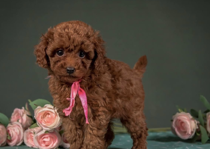 Poodle Toy Red Brown Kore Bebeklerimiz